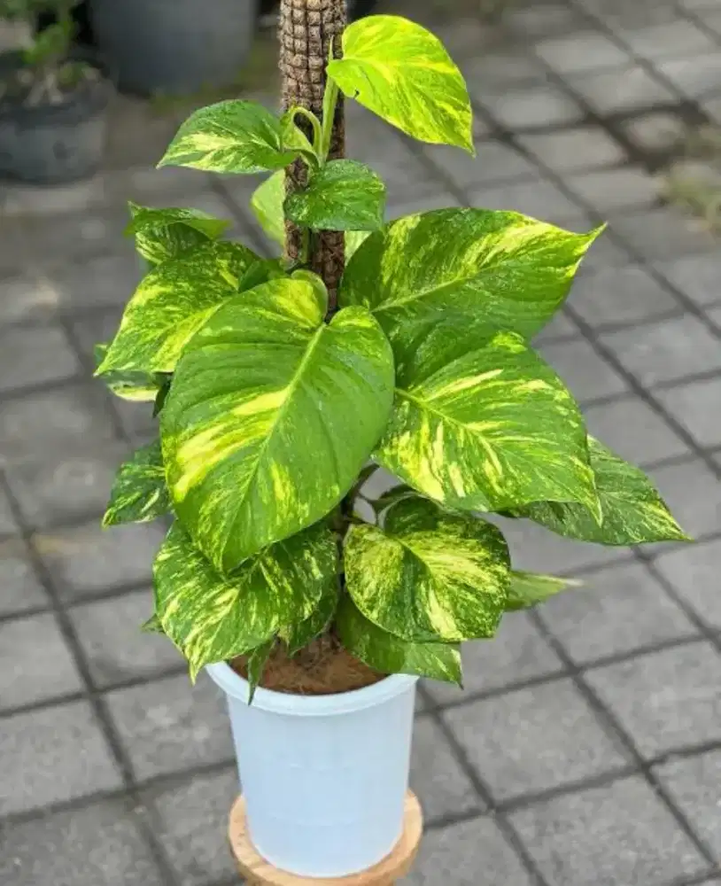 Lowongan kerja toko tanaman