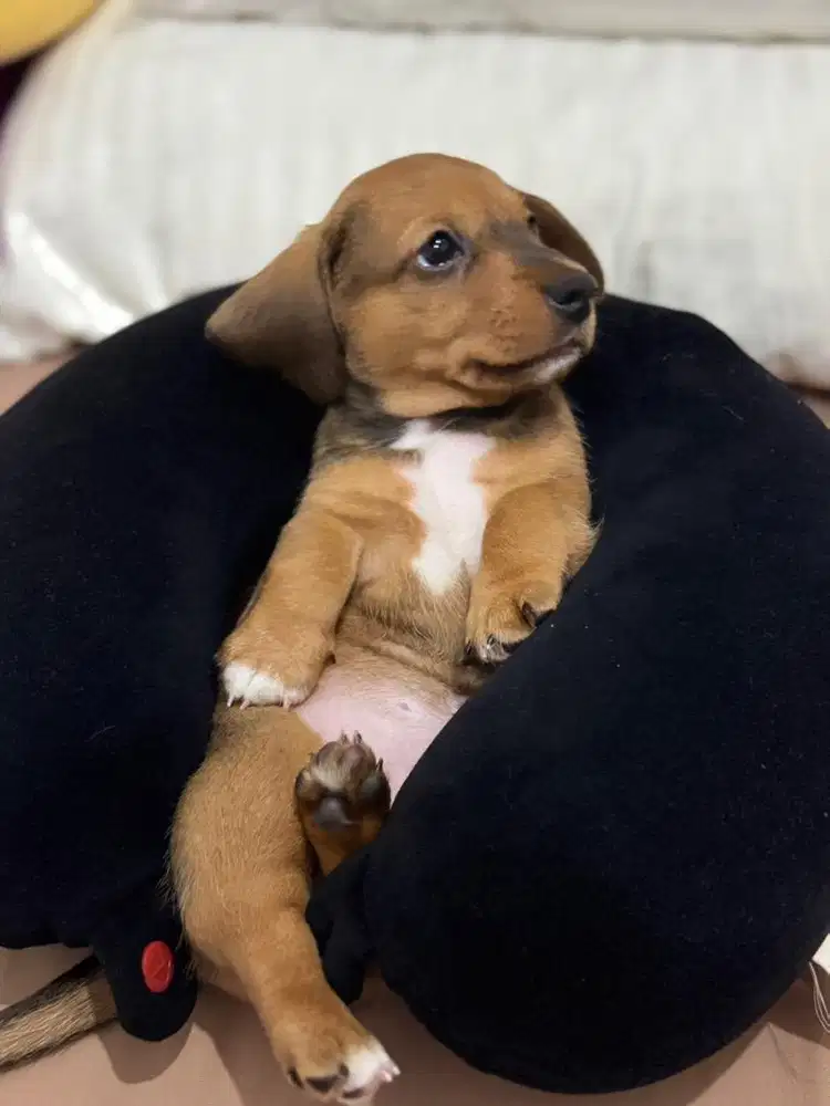 Open Adopt Pure Tekel