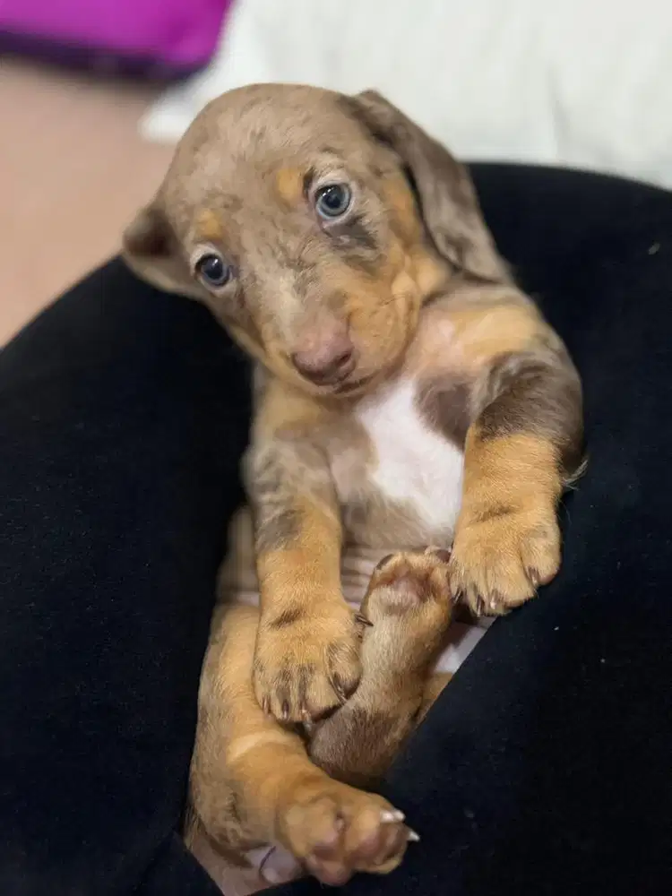 Open Adopt Pure Tekel best Quality