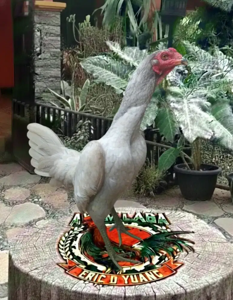 Ayam betina Bangkok klasik