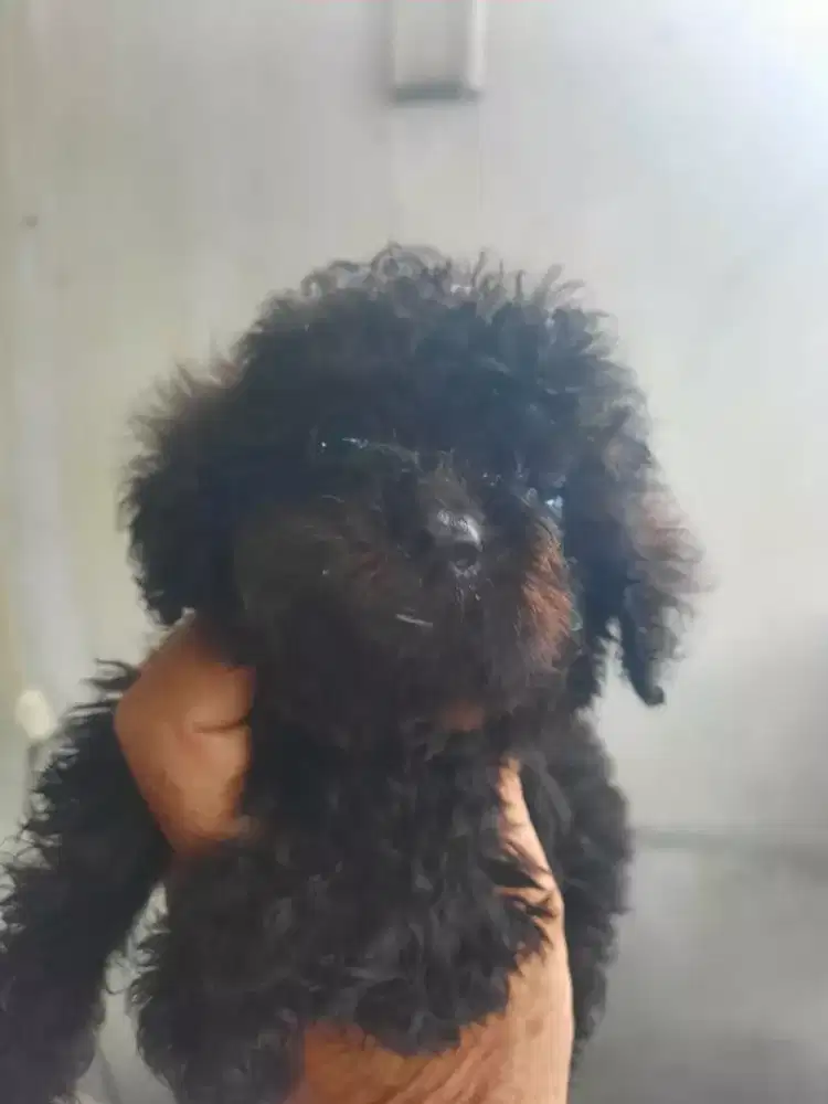 Poodle Jantan ( 2 bulan , kosongan )