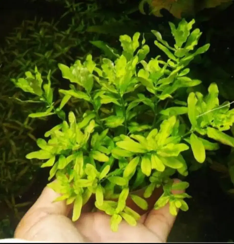 Tanaman air aquarium