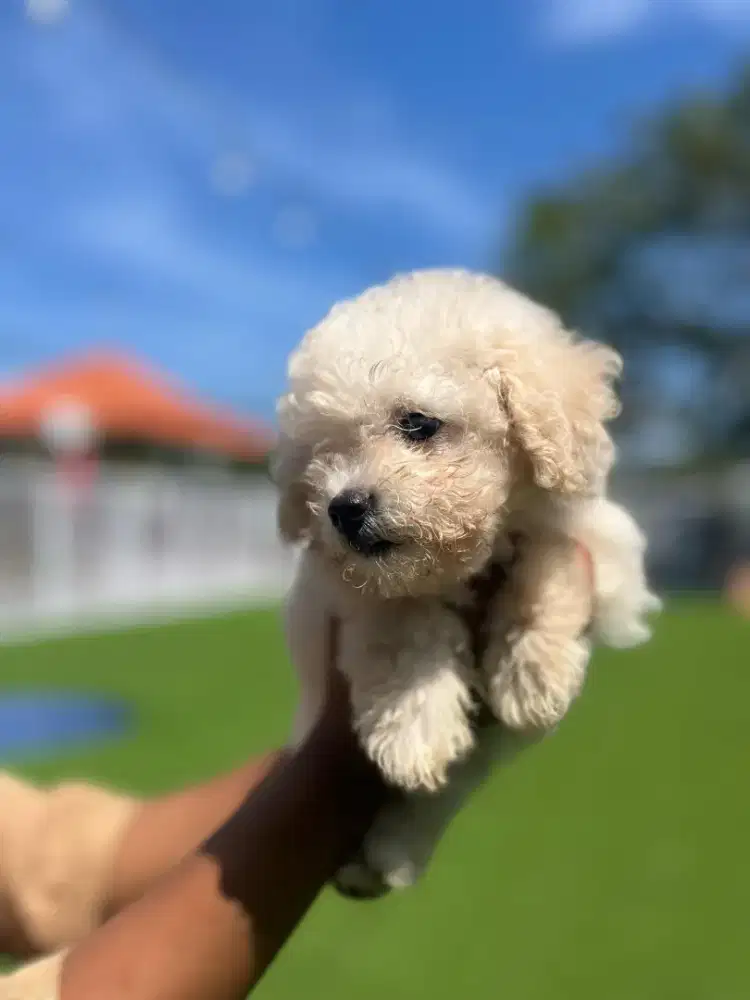 Bichon mini puppy