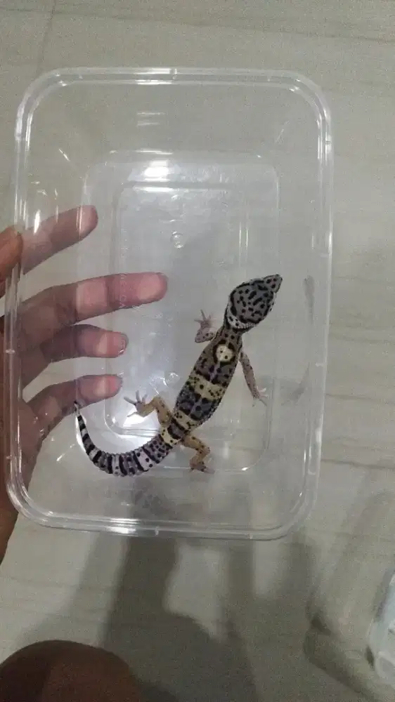 Gecko BN Tremper lucu