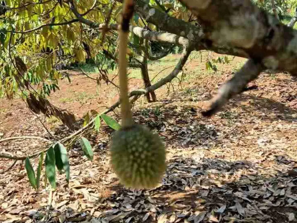 Dijual kebun duren dan alpukat di mojogedang karanganyar
