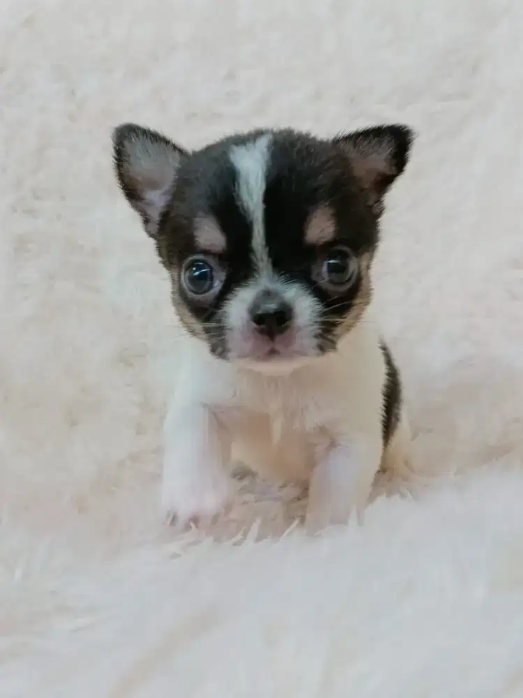 Jual Chihuahua Betina