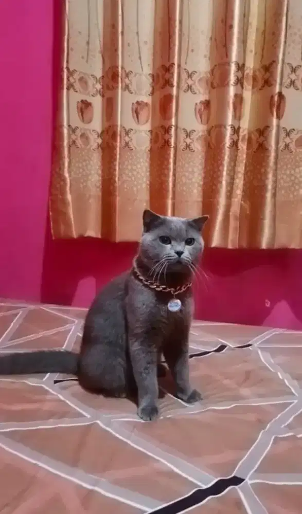 BSH Mix Scottish Fold