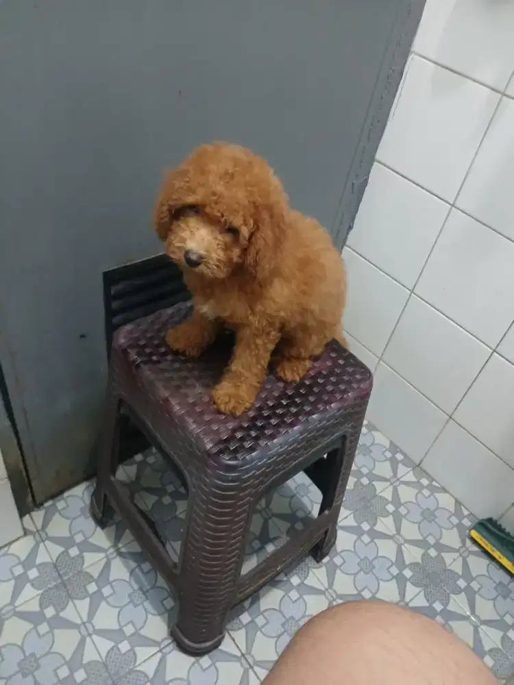Toy poodle betina