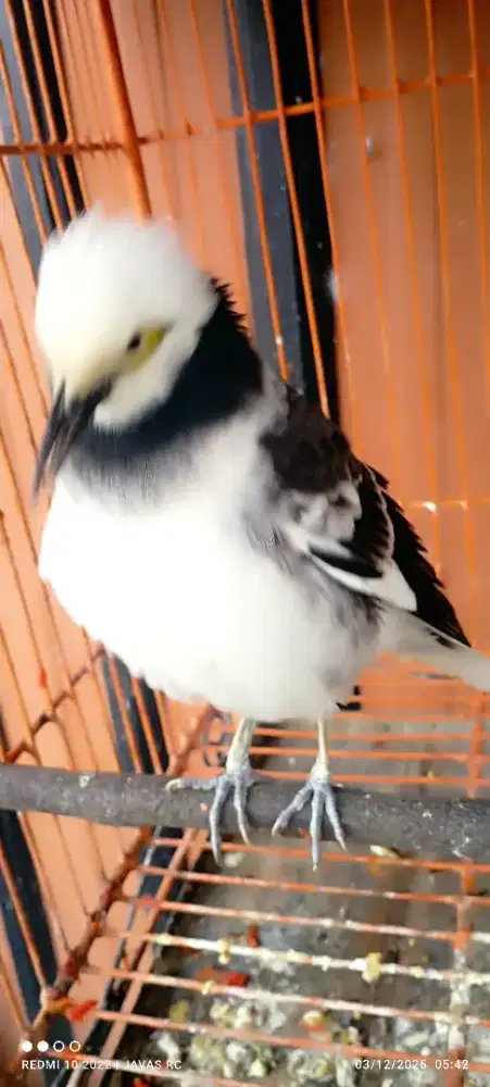 burung berisik item putih