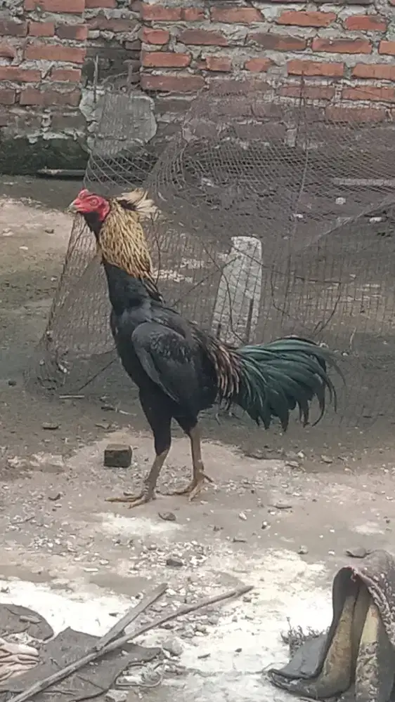 Ayam Bangkok istimewa