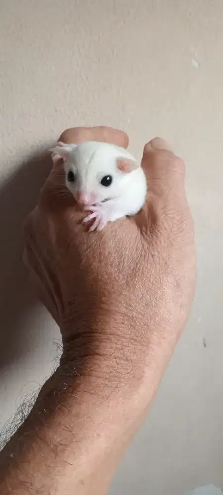 SUGAR GLIDER LEUCISTIC JOEY JANTAN