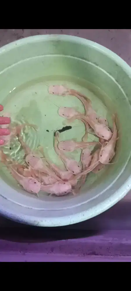 RTC RedTail catfish phantom PUTIH