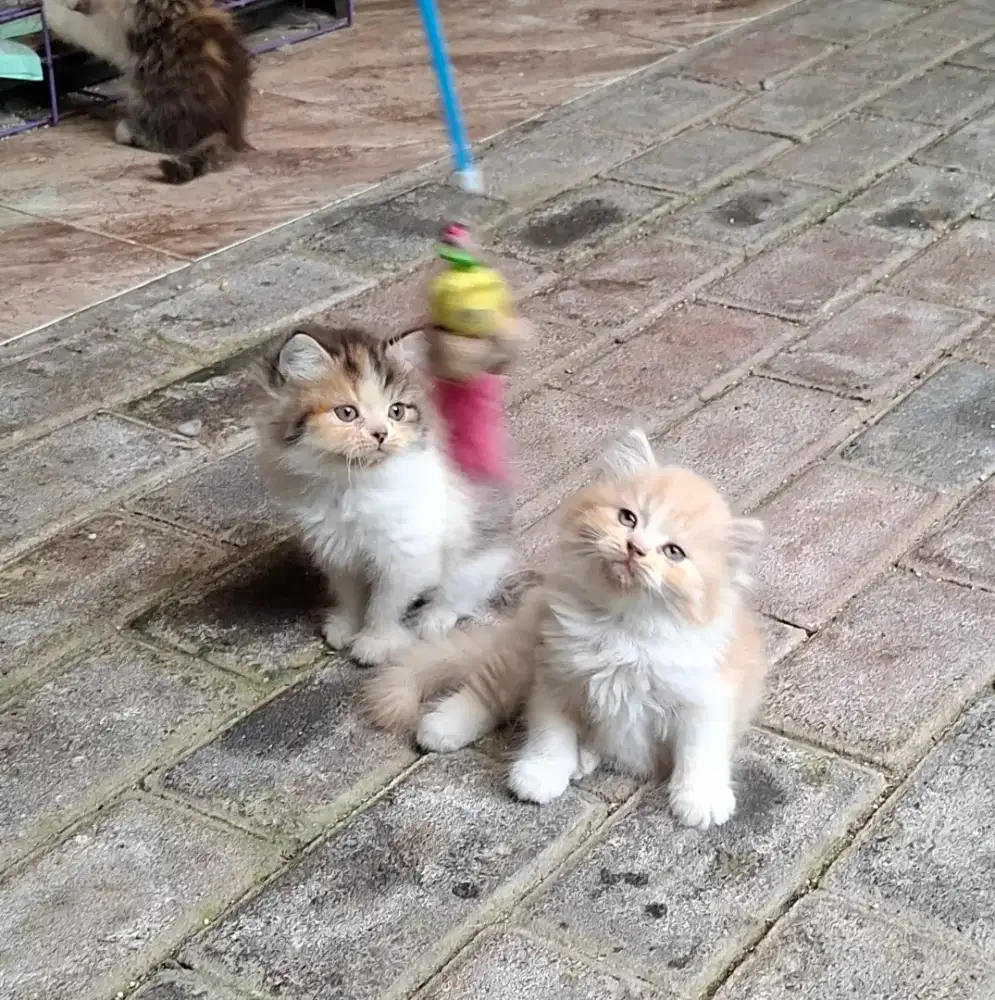 Kucing Persia kitten