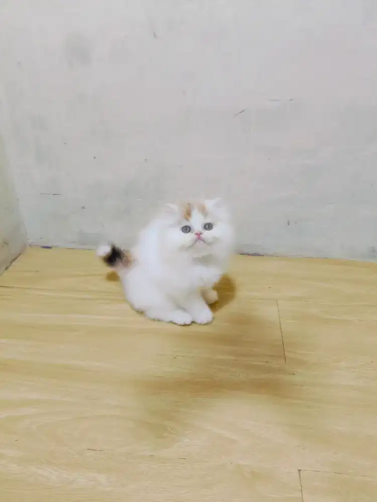 Persia peaknose Calico