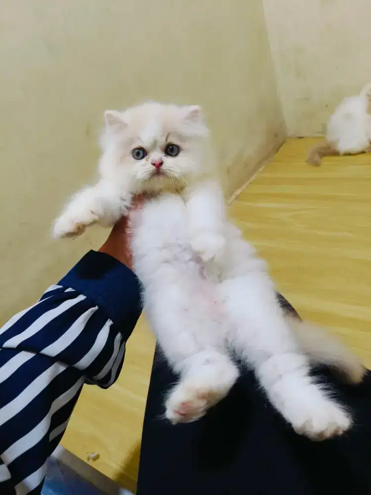 Persia flatnose creamy