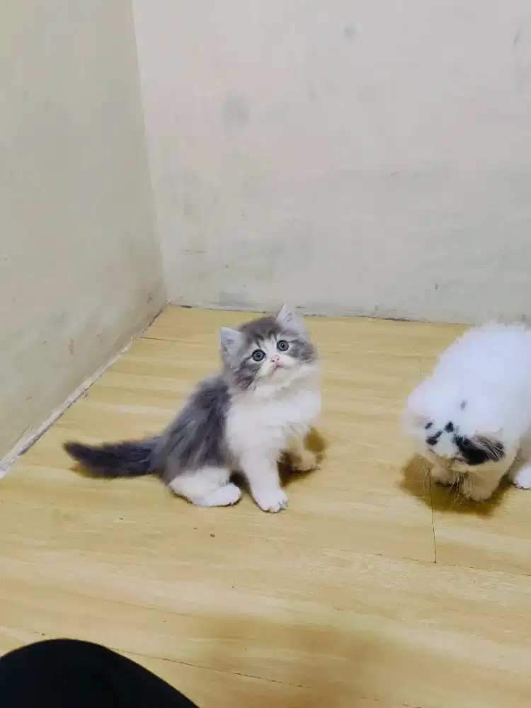 Kitten Persia abu putih