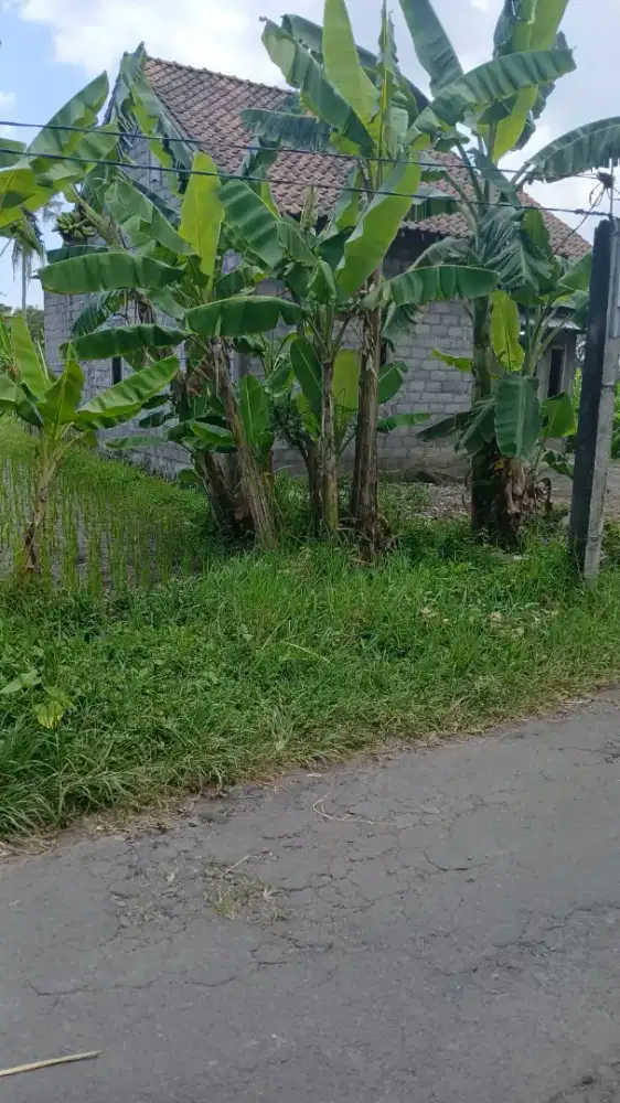Diobral tanah sawah di jl Kaliurang km 9 pas Utara tengkleng gajah