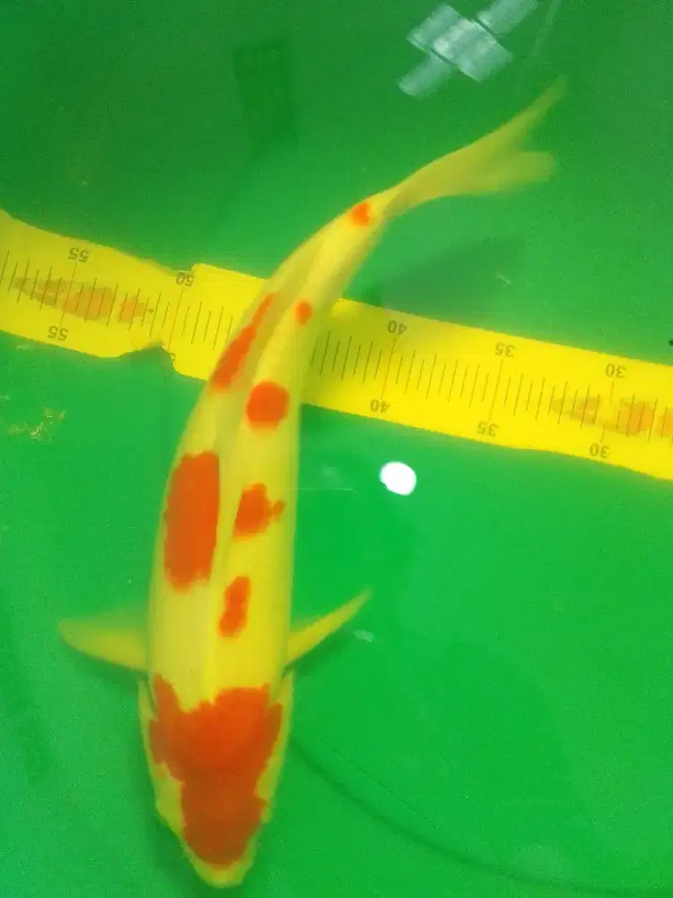 Ikan koi KOHAKU ukuran 39cm bagus