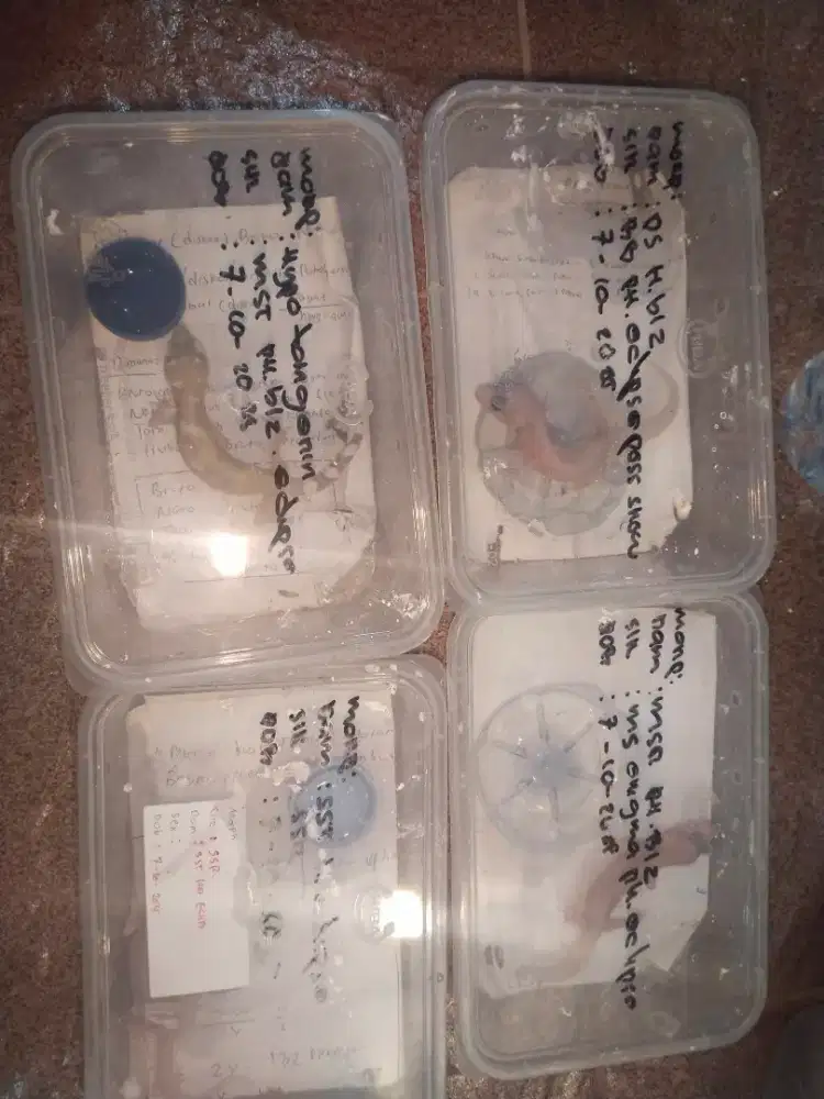 Baby Gecko umur 2 bln morph random