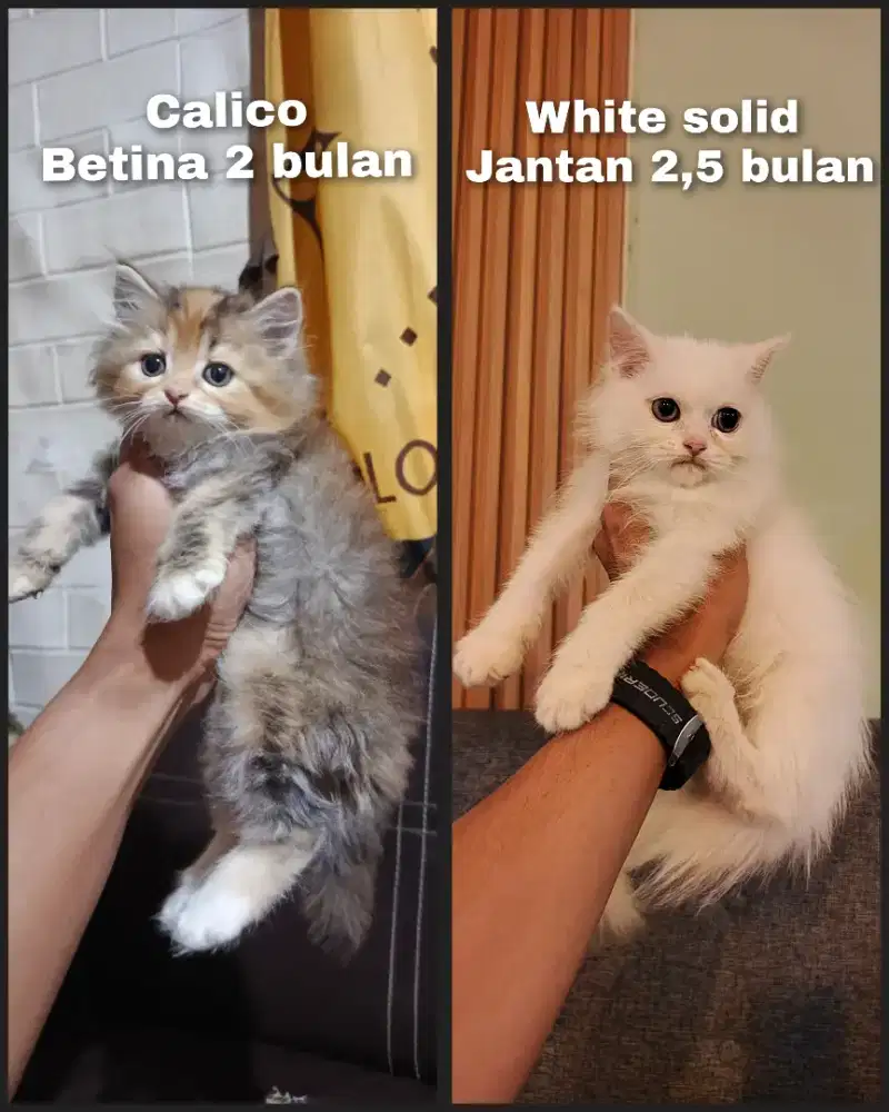 Kitten persia flatnose Longhair