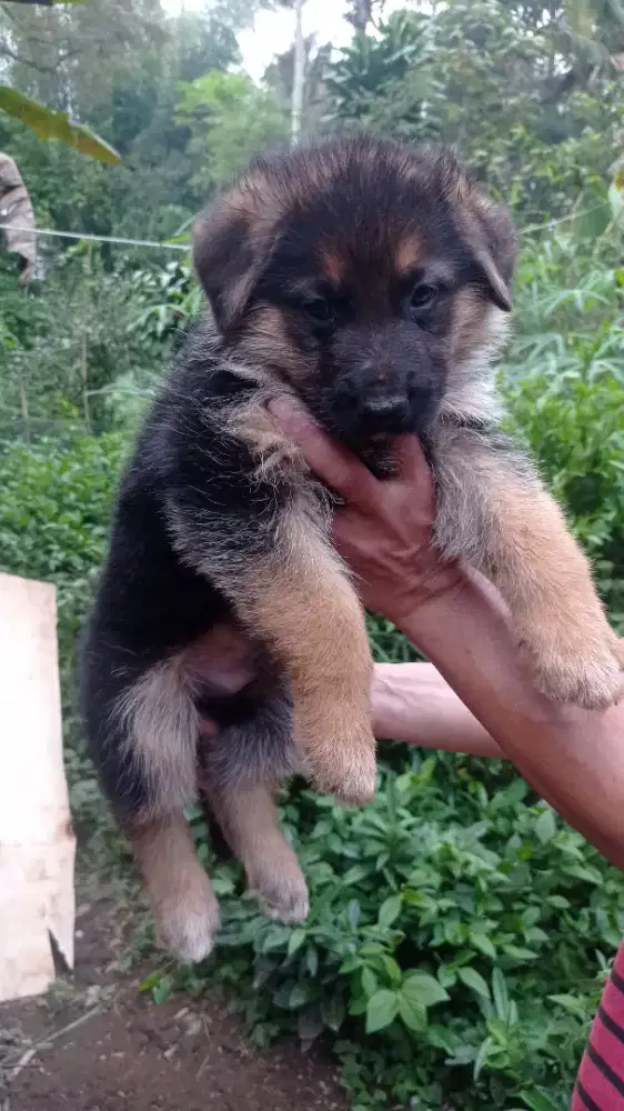 Anakan gsd/herder stambum