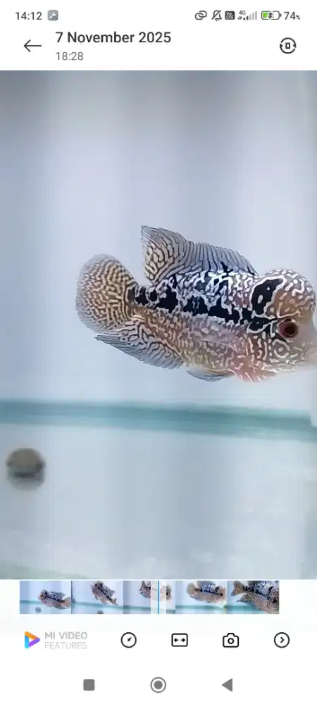 Louhan lohan Kamfa F2 ori Thailand