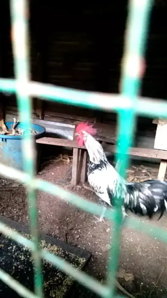 ayam ketawa jantan dewasa