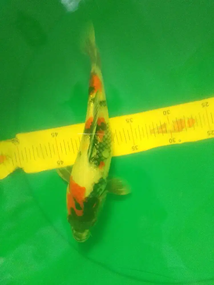 Ikan koi Showa Ginrin 30cm pola bagus