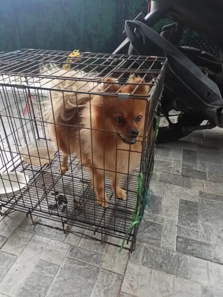 Anjing Pomeranian betina