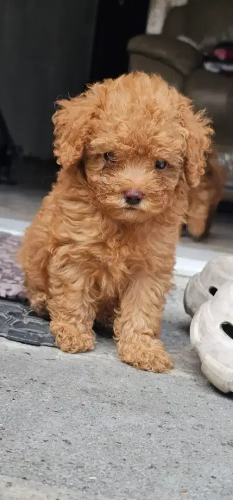 Poodle Jantan ( Usia 2 bln ) Pure Breed Bergaransi