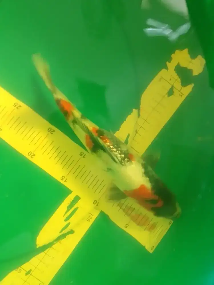 Ikan koi Showa Ginrin 30cm