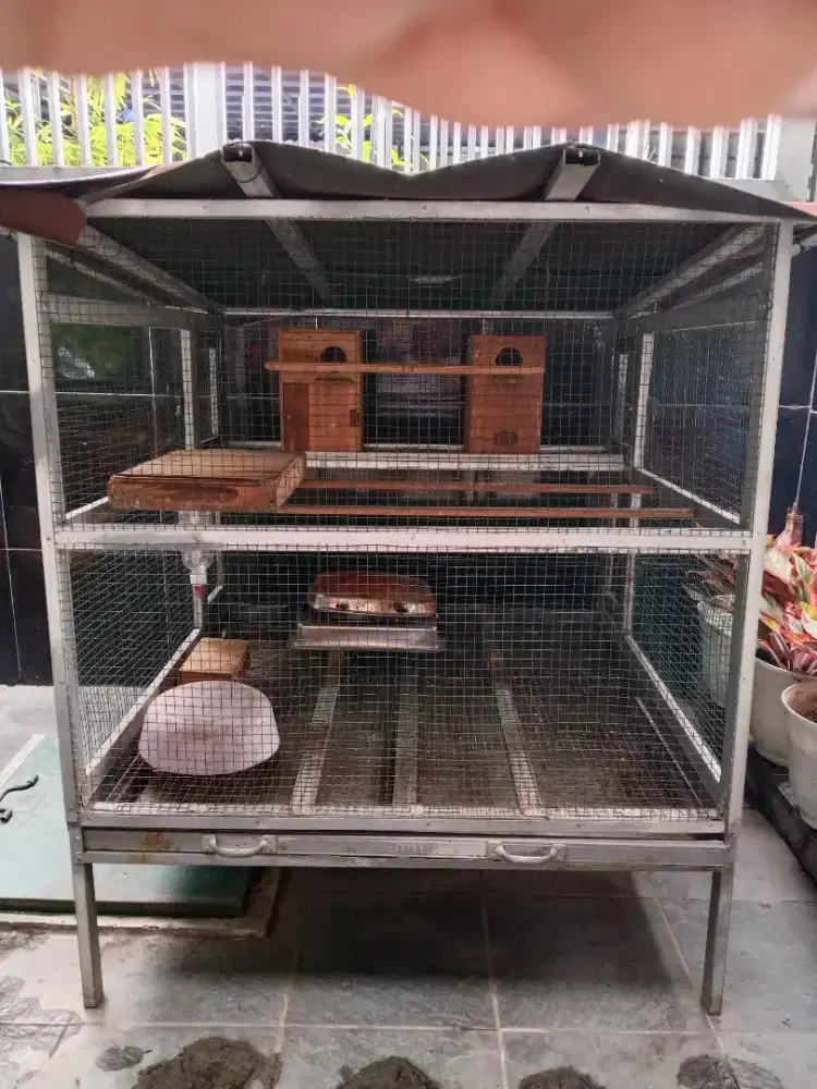 Kandang burung cocok untuk koloni lovebird
