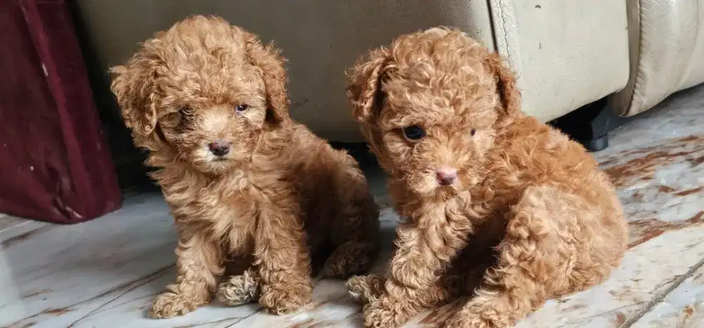 Poodle Puppy Jantan ( Pure Breed ) 2 bln