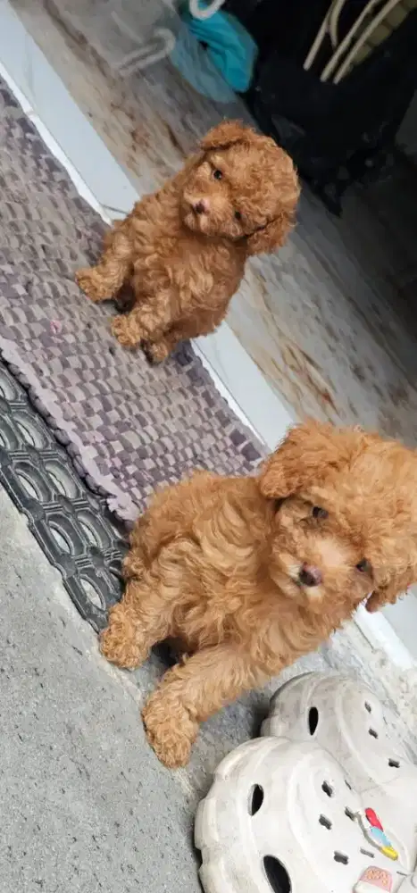 Poodle Jantan ( Bulu kriwil ) Usian2 bln
