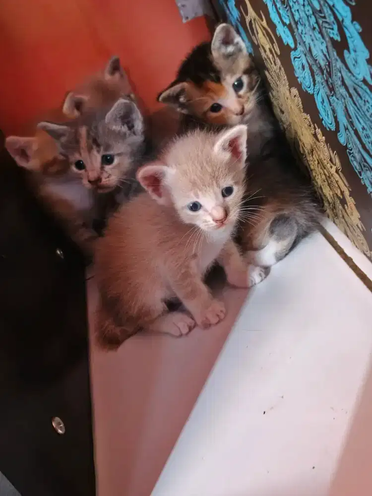 Adopsi kucing domestik