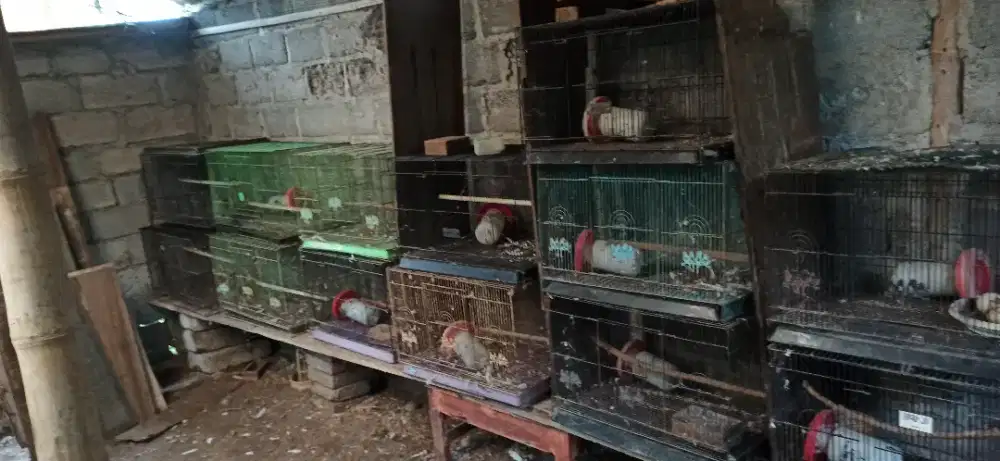 khusus borong kandang lovebird