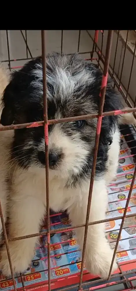 Anjing lucu ras mini