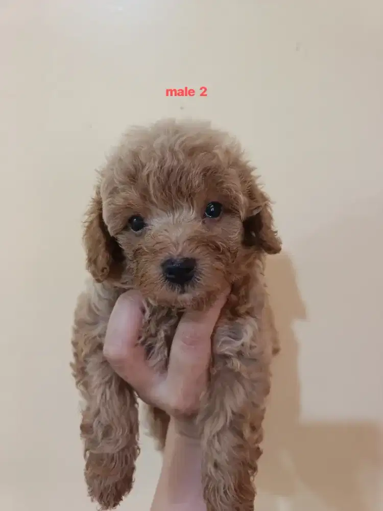 Puppy toy red poodle