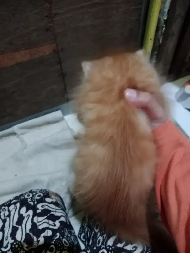 hewan peliharan kucing