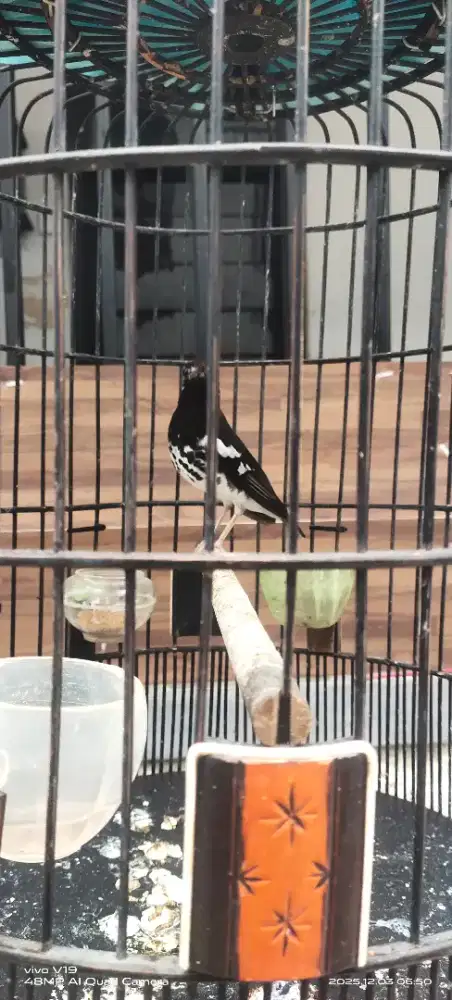 Burung anis kembang ring pres fulset