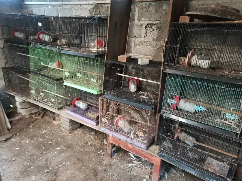 15 biji kandang besi