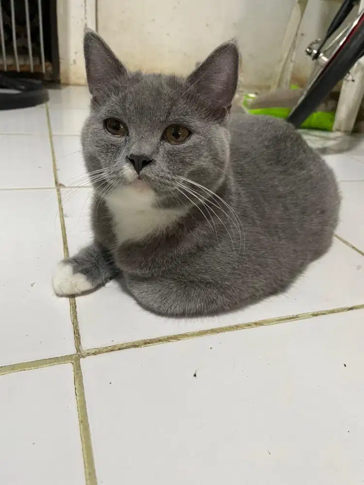 Kucing british shothair