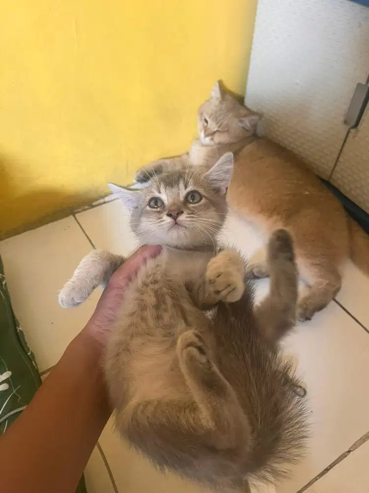 Kucing bsh golden mix munchkin