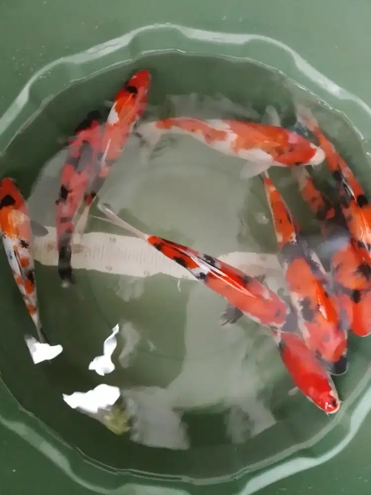 Ikan koi jenis Showa 27-30cm grade A Blitar