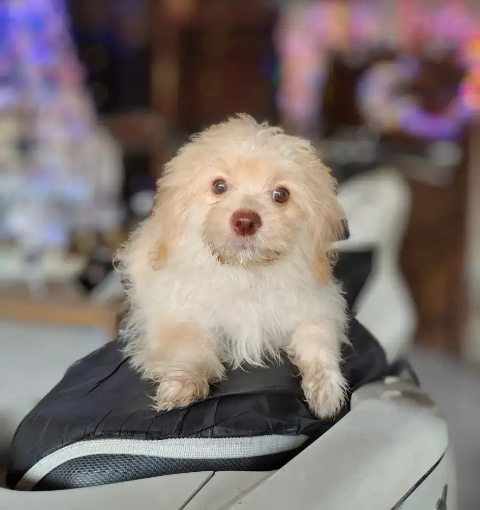 Anak anjing murah ras kecil