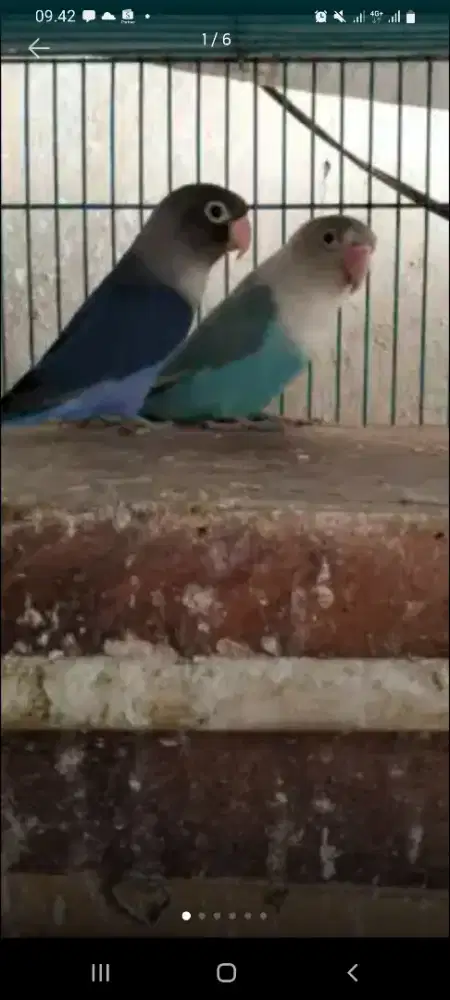 Bismillah di borongkan ...2 pasang LB,1Pasang zebra finc,1 ekor parkit