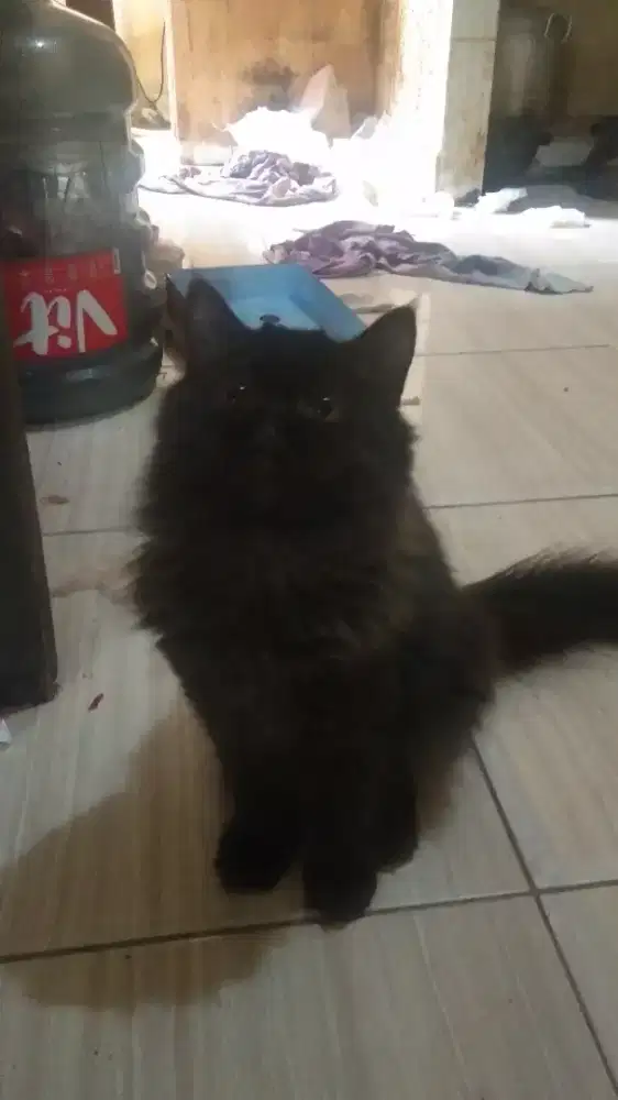 Persia flatnose murah Manja banget betina murah