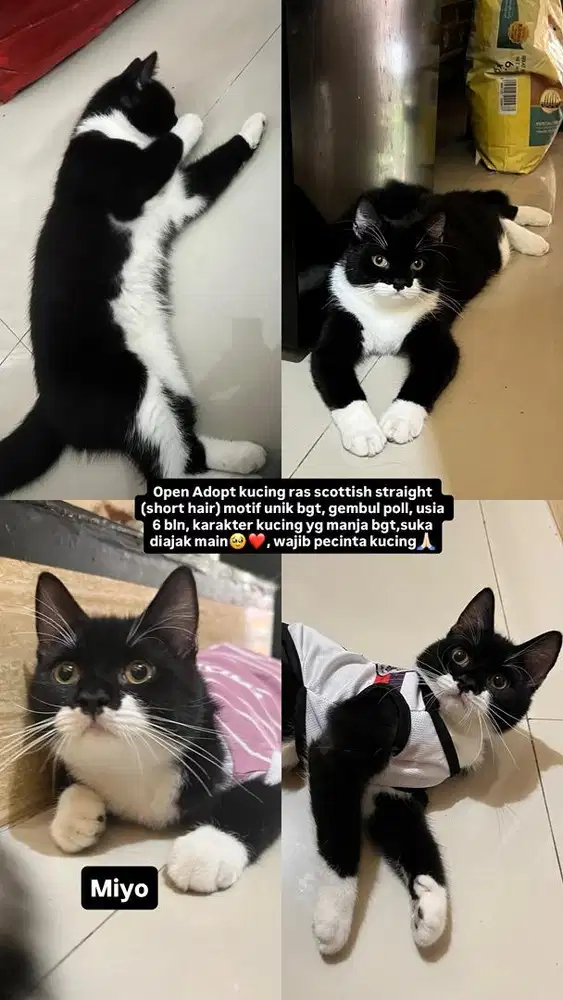 DIJUAL KUCING SCOTISH STRAIGHT SHORT HAIR MOTIF BATMAN UNIK LUCU