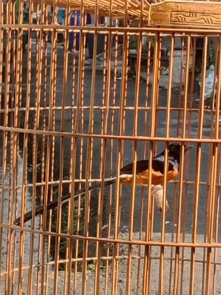 Murai medan ekor panjang siap kontes