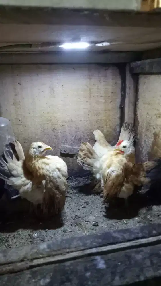 Ayam serama remaja sepasang